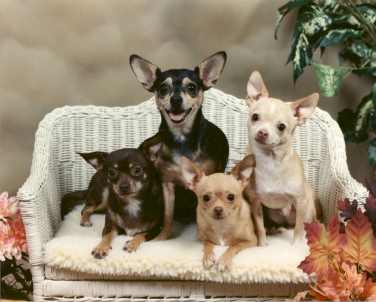 4chihuahuas.jpg (15421 bytes)