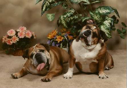 BULLDOGS.jpg (137157 bytes)