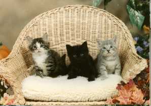 THREEKITTENS1.jpg (89558 bytes)